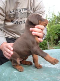 oglasi, DOBERMAN STENAD